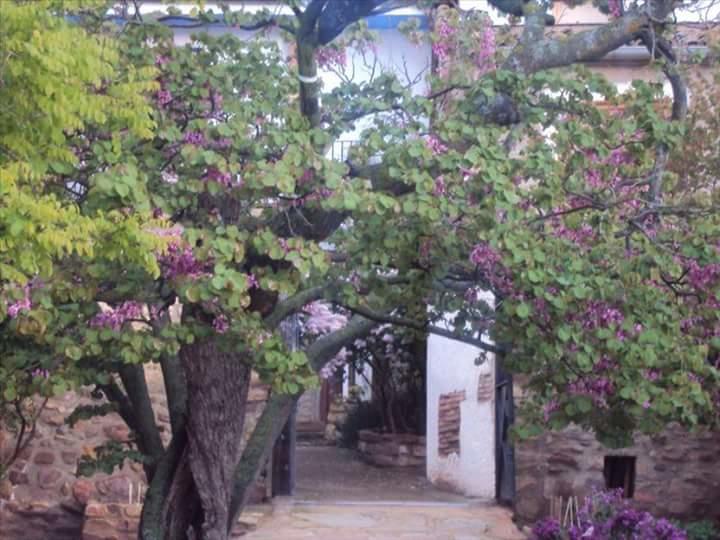 Casa Rural Los Lilos Gotor Exterior foto